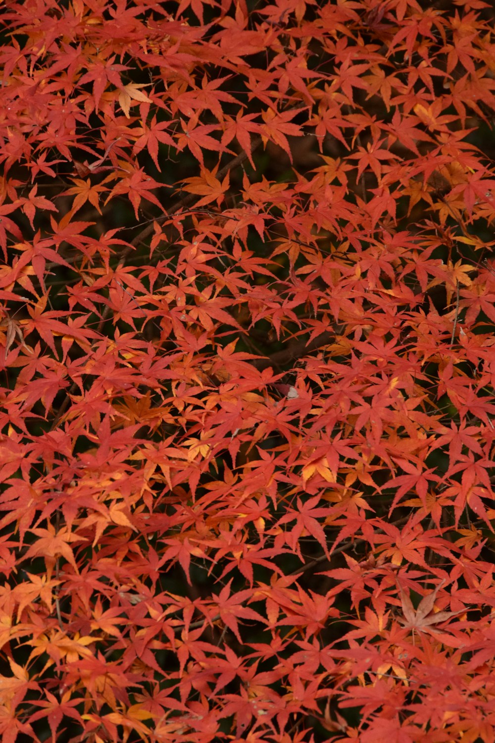 a bunch of red leaves that are on the ground