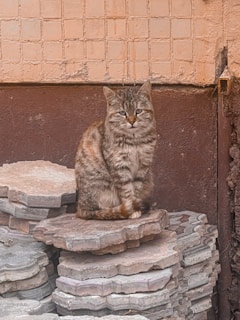 A tabby cat sits attentively on a stack of stone tiles against a textured wall with a geometric pattern. The wall has a worn appearance with a mix of peach and brown tones, giving an urban, rustic feel. The cat looks directly at the viewer with a calm demeanor.