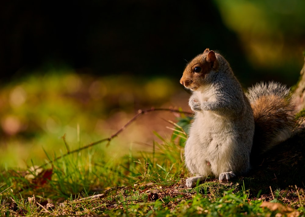 a small squirrel sitting on the ground next to a tree