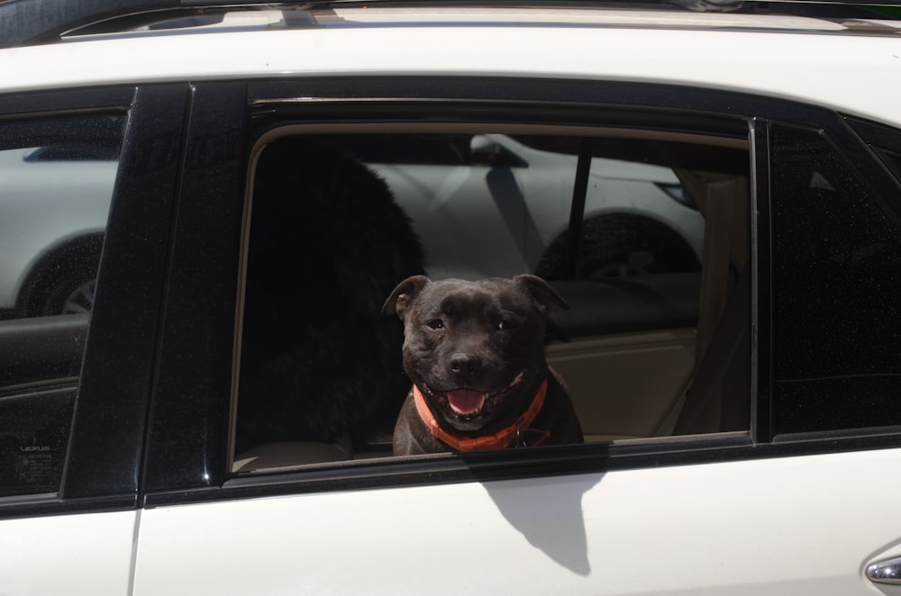 a dog sitting in a car looking out the window