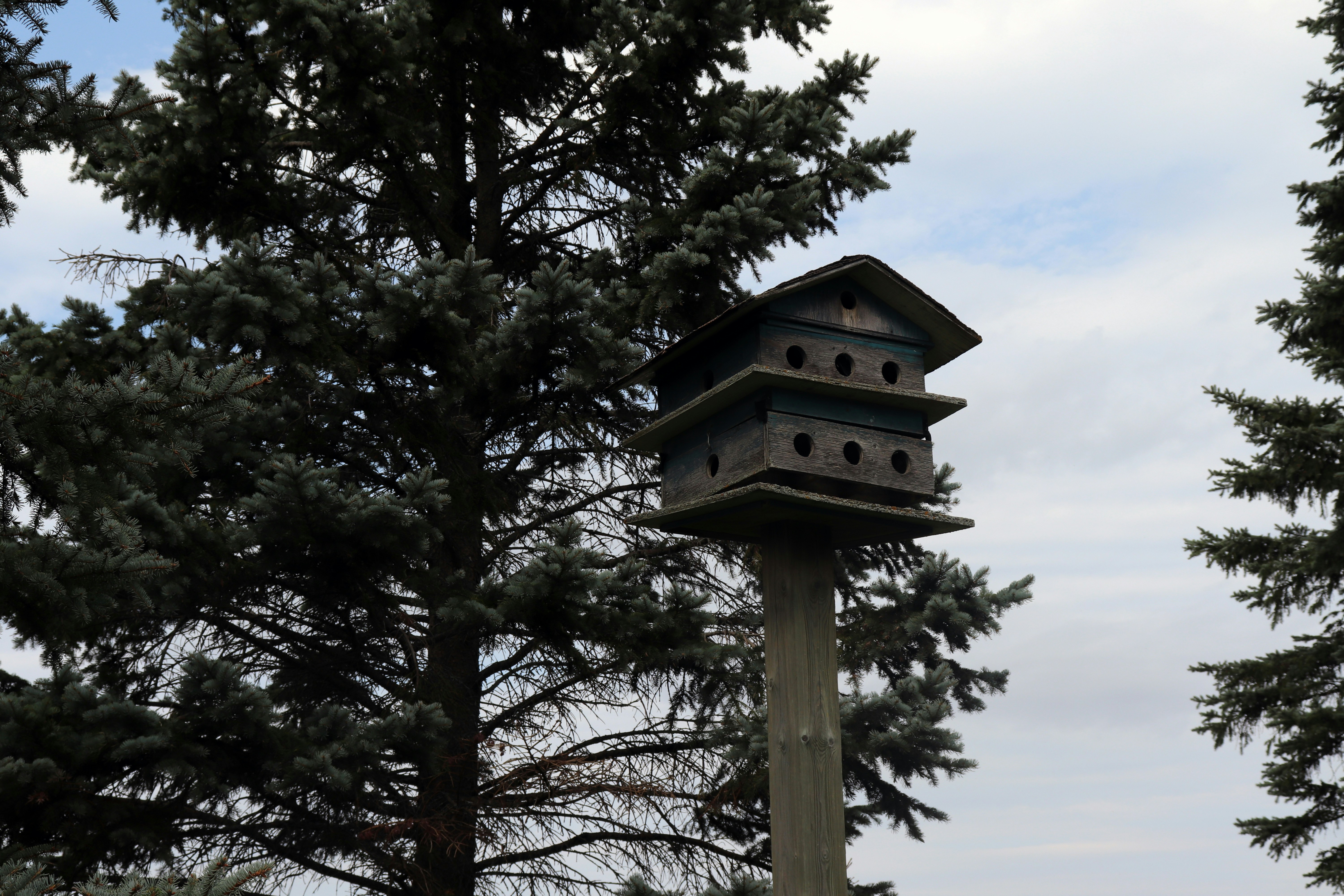A tall bird house sitting on top of a wooden pole photo Free Tree Image on Unsplash