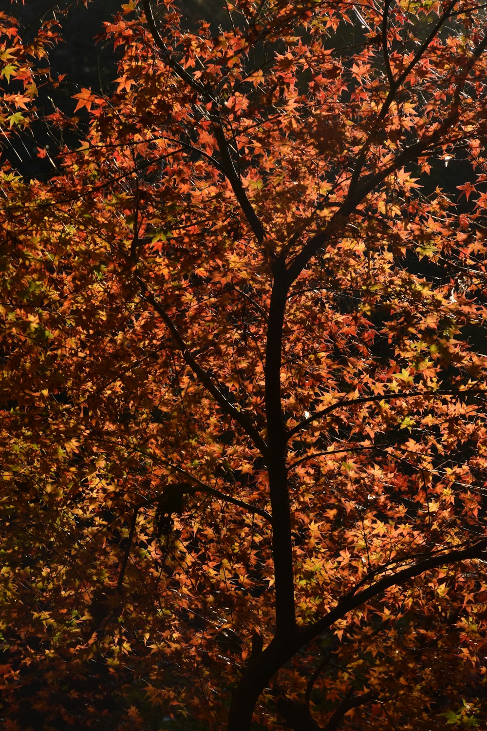 un albero con foglie arancioni e gialle in autunno