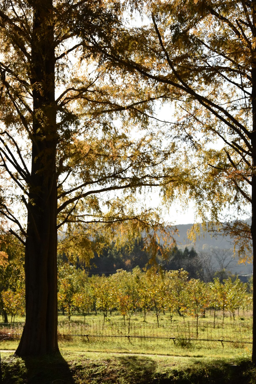 a field with trees and a bench in the middle of it