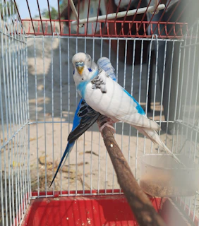 A serene budgie resting comfortably on an engineered wood perch inside a cozy indoor bird habitat.