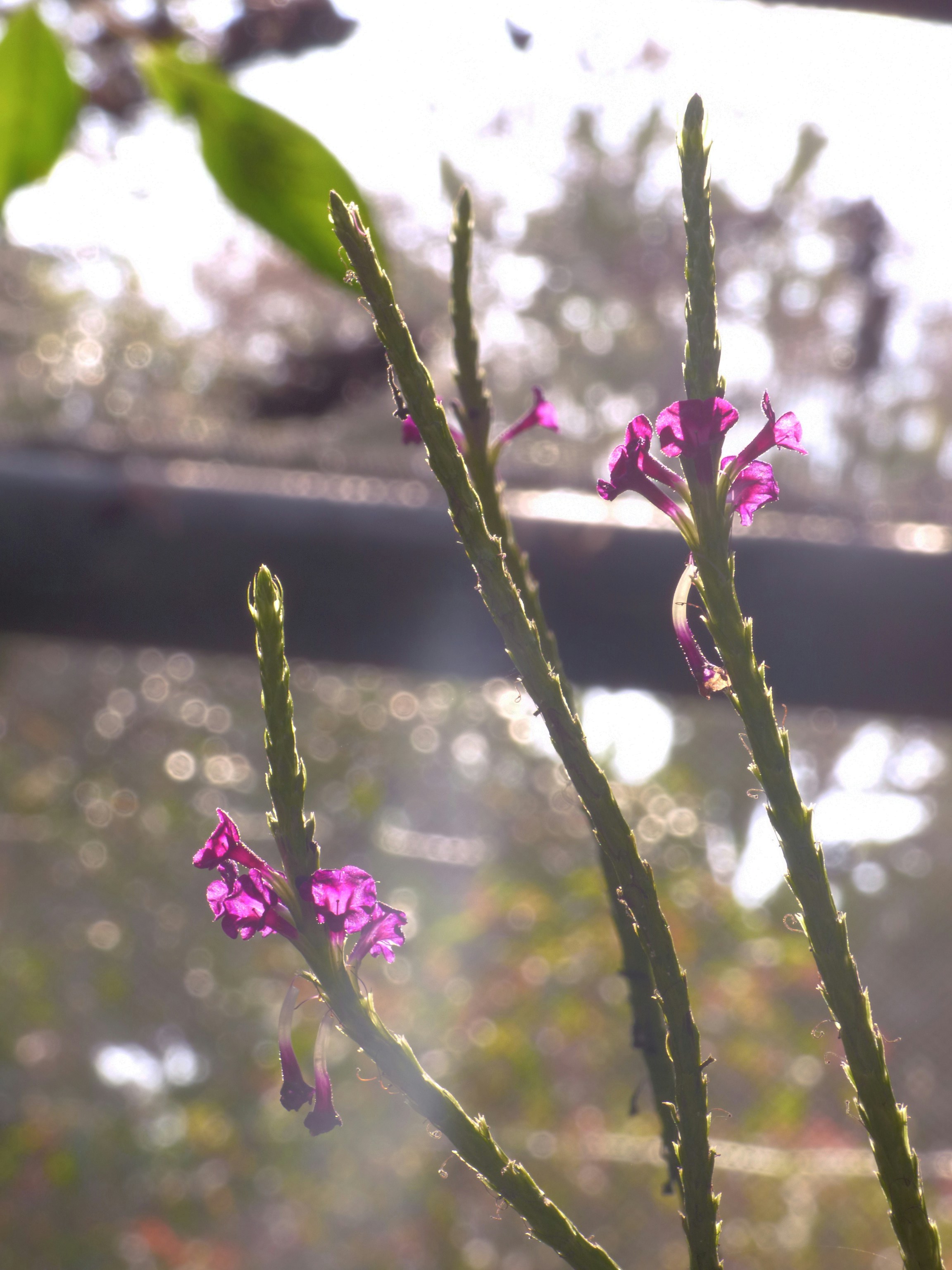 Flowers with light