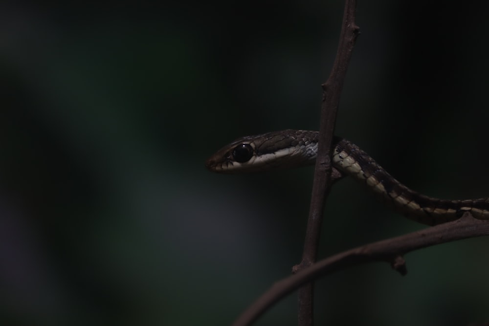 a black and white snake on a tree branch