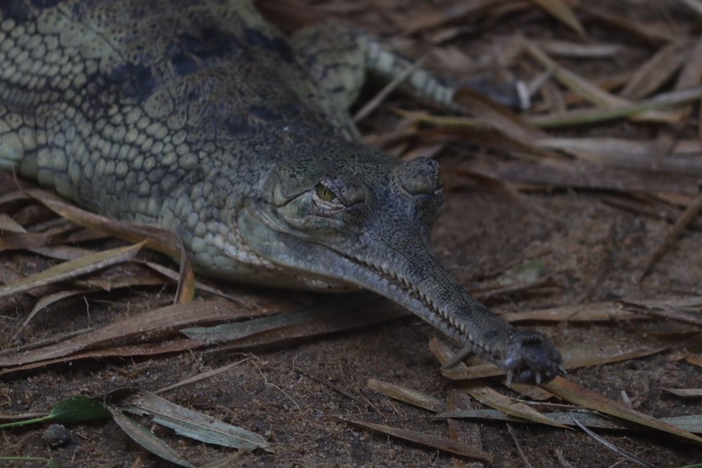 a large alligator laying on the ground