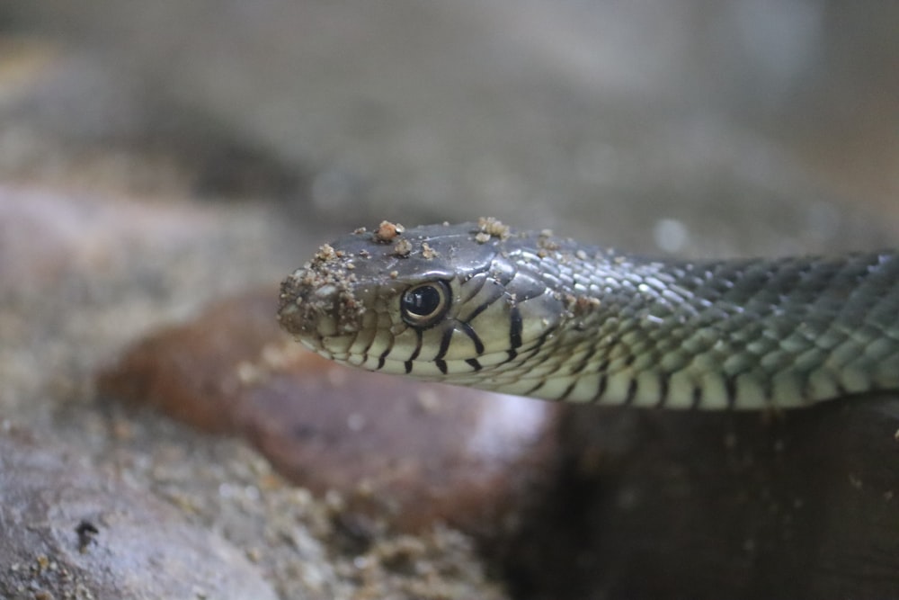 a close up of a snake on a rock