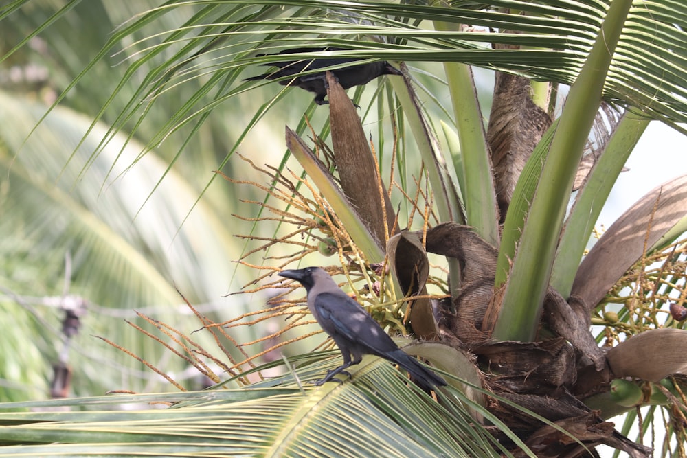 a couple of birds sitting on top of a palm tree