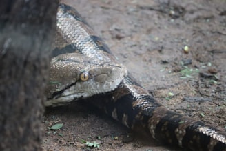 A large snake with patterned scales lies on the ground, partially hidden by a dark structure. Its scales are shiny and it has a noticeable yellow eye staring forward. The surrounding area is earthy with small patches of greenery and debris.