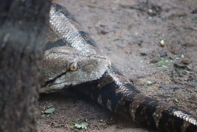 A large snake with patterned scales lies on the ground, partially hidden by a dark structure. Its scales are shiny and it has a noticeable yellow eye staring forward. The surrounding area is earthy with small patches of greenery and debris.