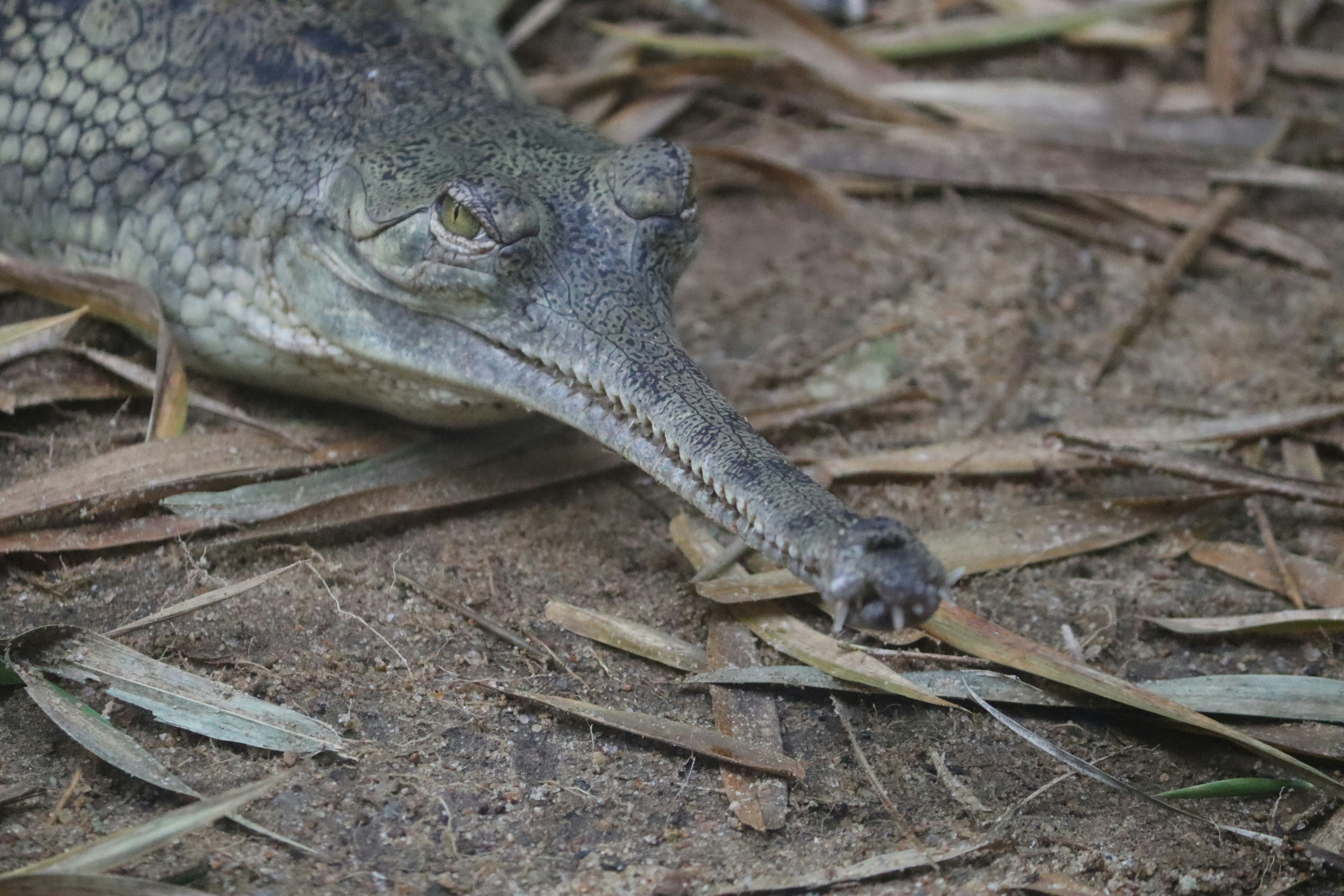 A large alligator is laying on the ground photo Free Tamil nadu Image