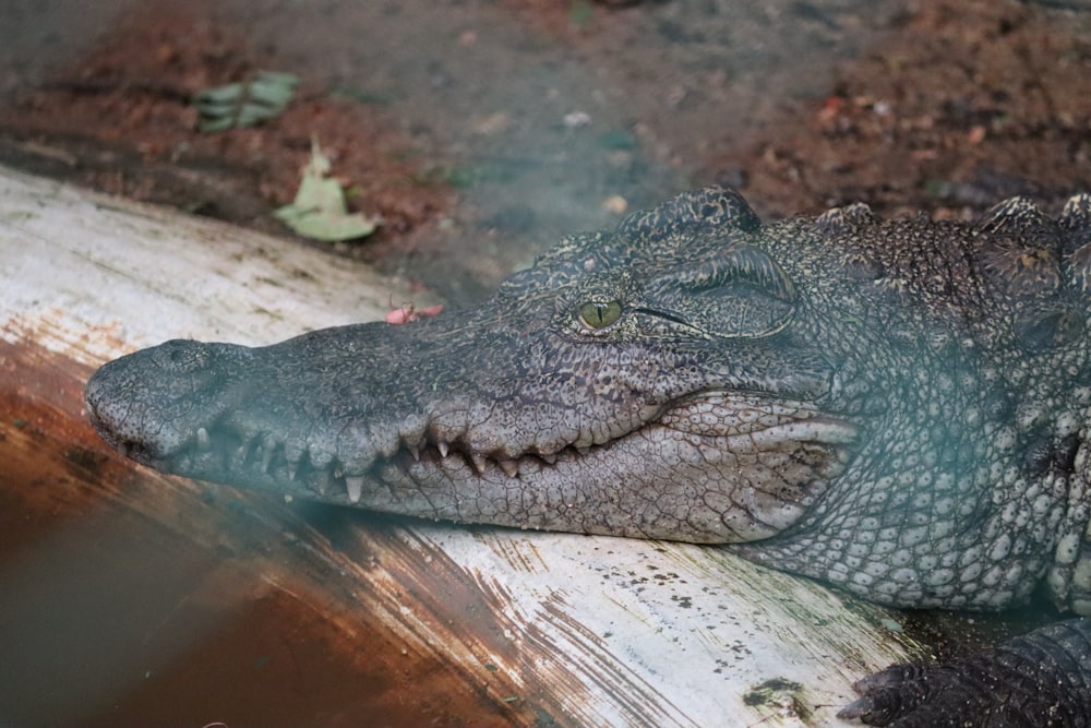 a large alligator resting on a piece of wood