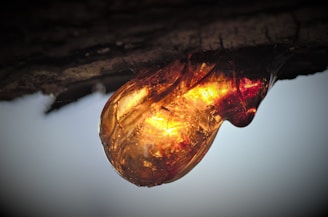 Close-up of shimmering golden frankincense resin against a deep green forest background.