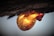 A close-up of a droplet of amber resin hanging from a tree branch. The resin is glowing with warm colors ranging from yellow to orange and red, reflecting light and creating a striking contrast against the darker background.