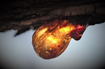 A close-up of a droplet of amber resin hanging from a tree branch. The resin is glowing with warm colors ranging from yellow to orange and red, reflecting light and creating a striking contrast against the darker background.