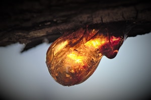 A close-up of a droplet of amber resin hanging from a tree branch. The resin is glowing with warm colors ranging from yellow to orange and red, reflecting light and creating a striking contrast against the darker background.