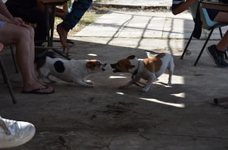 Two small dogs playing together with colorful toys in a sunny outdoor play area.