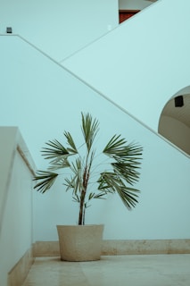 Modern nursery with natural tones showcasing healthy oil palm seedlings