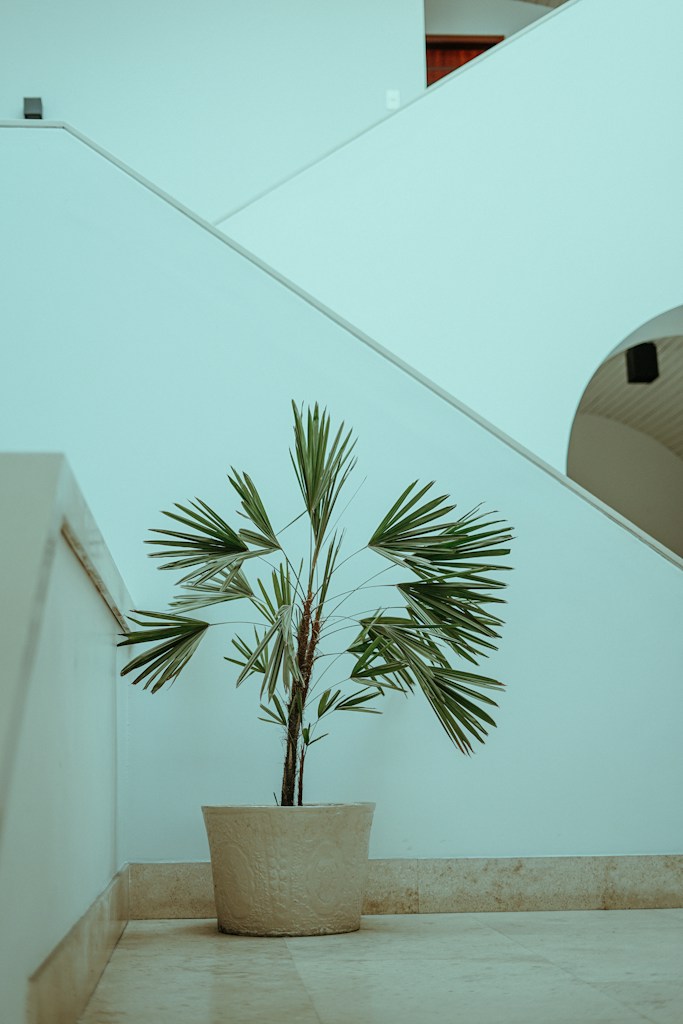 Real-Touch Olive Tree