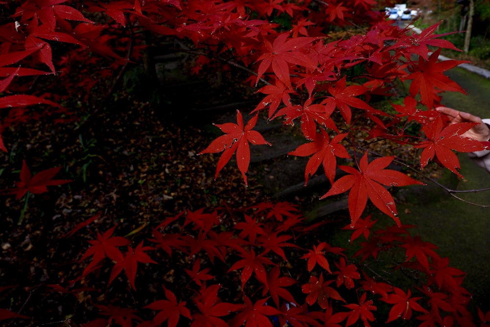 a woman standing next to a tree with red leaves