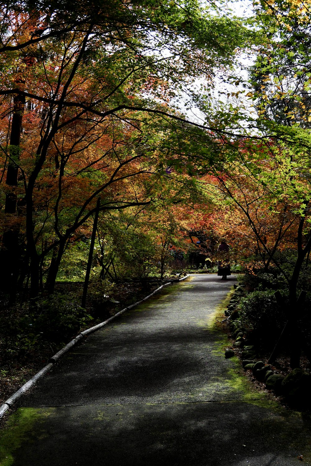 Un camino en medio de un bosque con muchos árboles