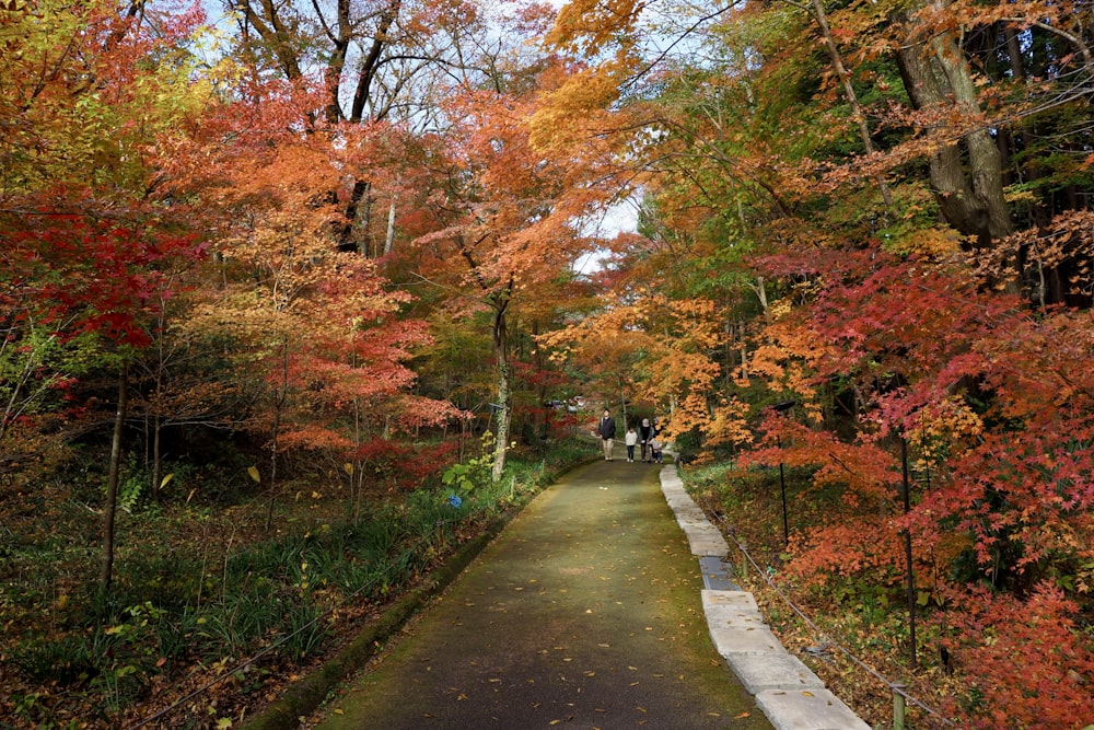 a path in the middle of a forest with lots of trees