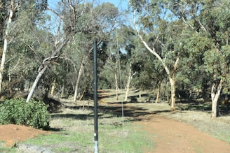 A forested area with dry, brown earth and tall eucalyptus trees. The ground is covered with sparse grass and leaf litter, and the landscape is illuminated by bright sunlight casting shadows. A dirt path winds through the trees, leading deeper into the forest.