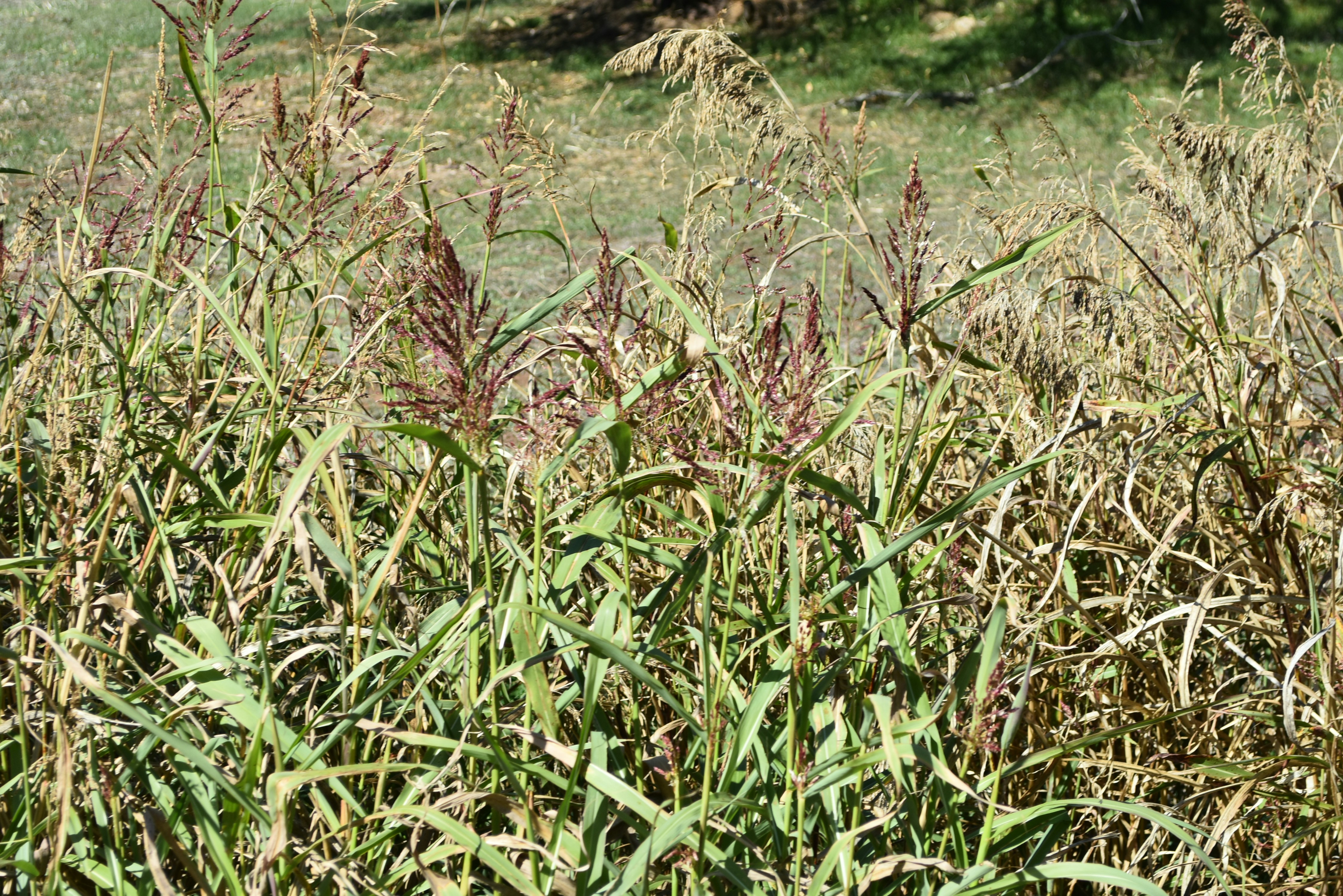 Restoring Balance: Fighting Back Against Cheatgrass (image credits: unsplash)