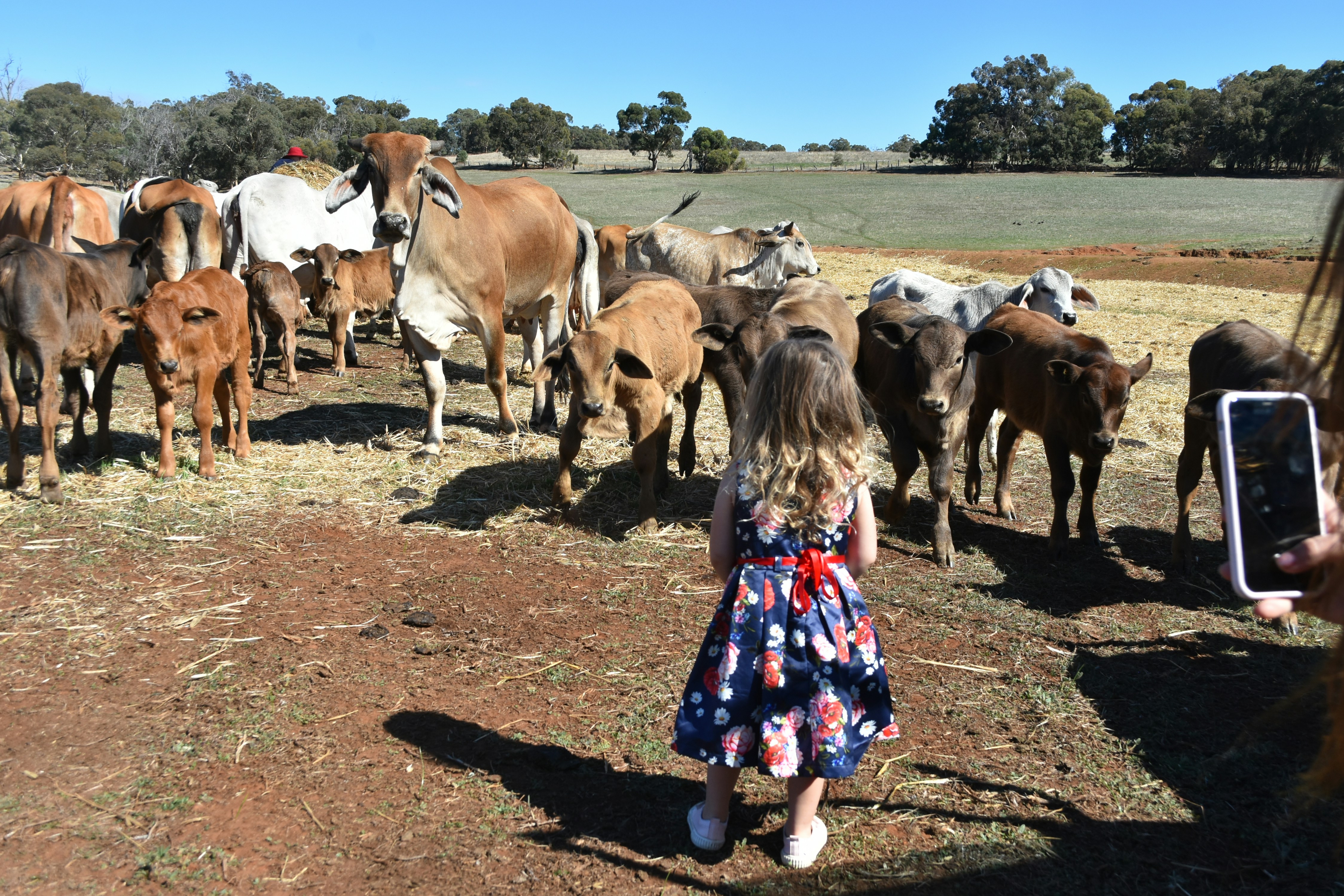 a little girl standing in front of a herd of cows