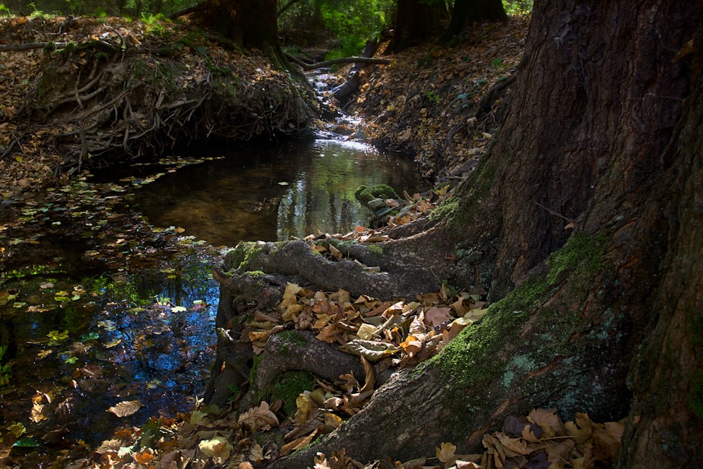 a stream running through a lush green forest