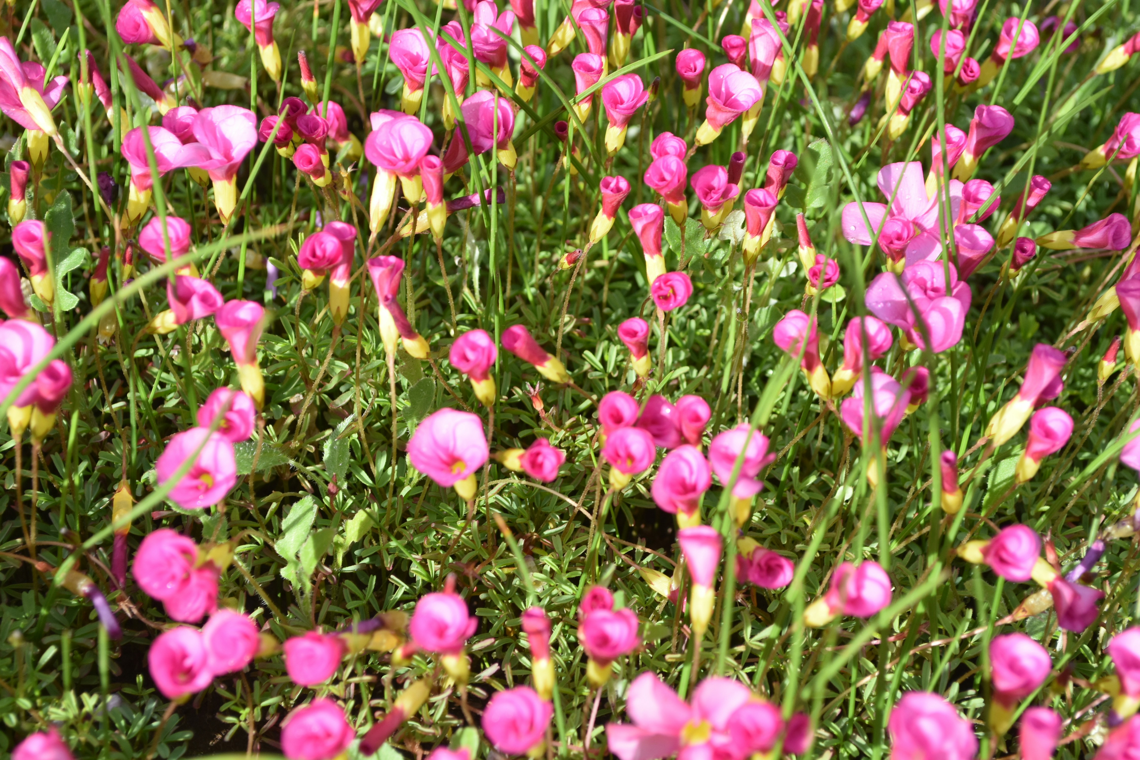 Photo by jessicadonnelly