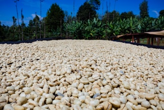 A large quantity of raw coffee beans spread out on a drying rack under the open sky. In the background, dense green foliage and trees can be seen, indicating a natural setting possibly in a farm or plantation environment.