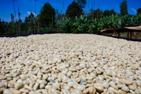 Rows of green coffee beans drying under the sun on traditional Indian mats.