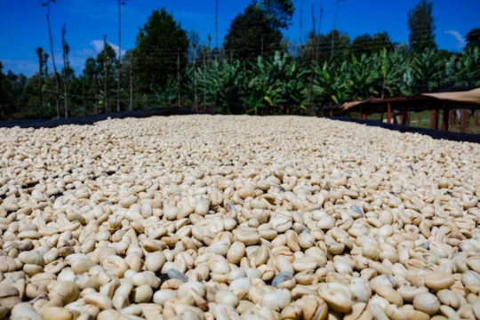 Close-up of lush green coffee beans drying under the Karnataka sun.