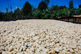 A large quantity of raw coffee beans spread out on a drying rack under the open sky. In the background, dense green foliage and trees can be seen, indicating a natural setting possibly in a farm or plantation environment.