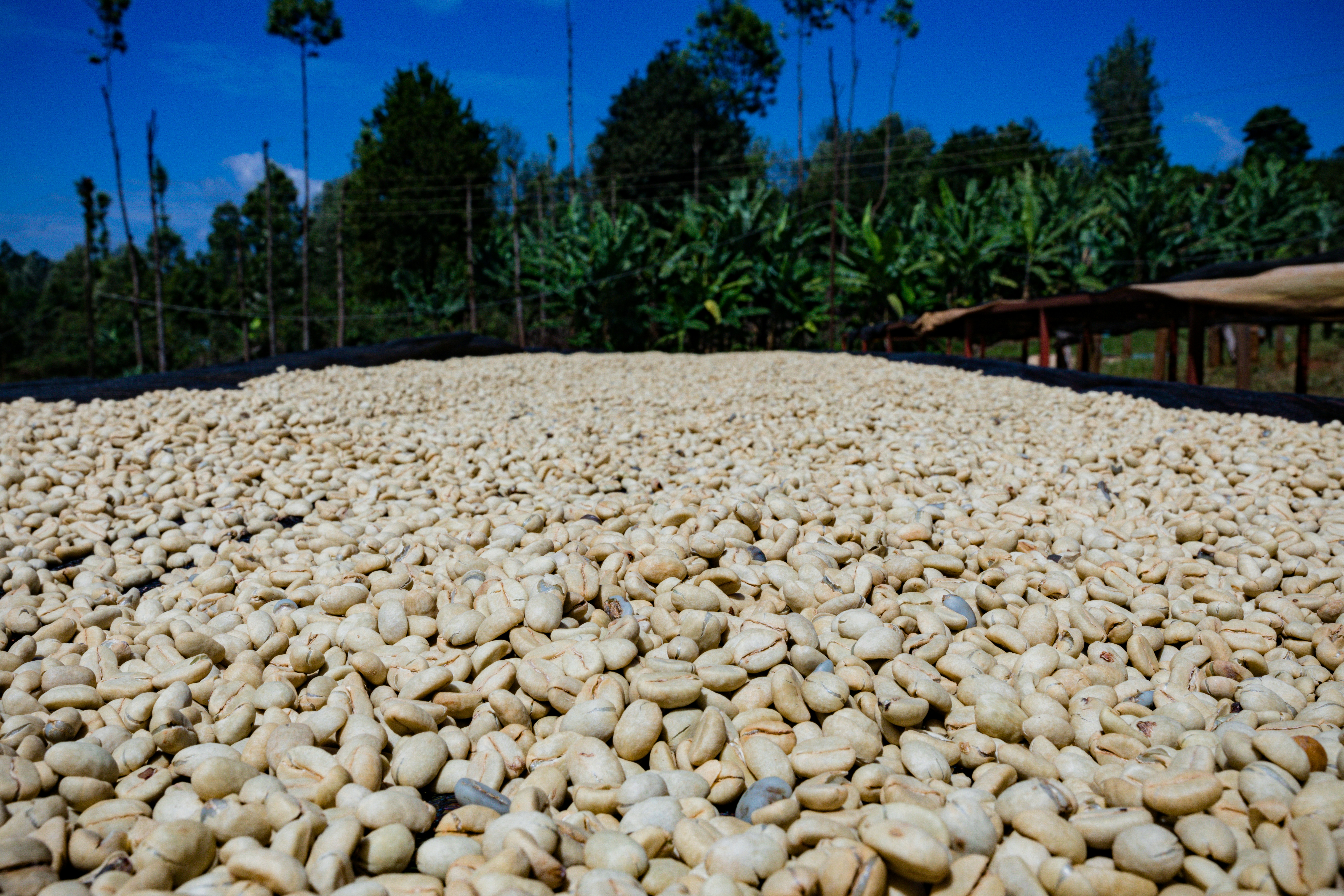 Café Colombiano Orgánico Premium