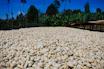 Traditional coffee drying beds filled with beans laid out under bright sunlight.
