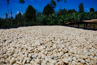A large quantity of pale coffee beans is spread out on a drying bed under a bright blue sky, with green trees and foliage visible in the background.