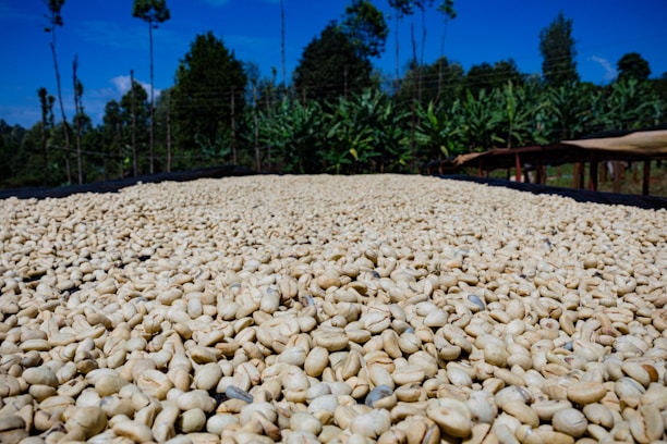 A large quantity of pale coffee beans is spread out on a drying bed under a bright blue sky, with green trees and foliage visible in the background.