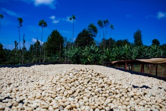 A large pile of coffee beans is spread out to dry on a black mesh. The background features a lush row of trees and plants under a clear blue sky with a few clouds.