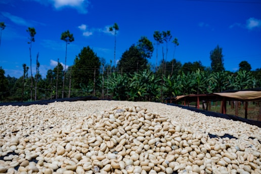 A large pile of coffee beans is spread out to dry on a black mesh. The background features a lush row of trees and plants under a clear blue sky with a few clouds.
