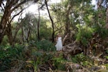 A young girl in a white dress stands on a fallen tree trunk amidst a dense forest. Sunlight filters through the thick canopy of trees, casting patches of light and shadow on the forest floor. The surrounding vegetation is lush with ferns and underbrush.