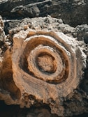 A close-up of a geological formation featuring concentric circular patterns that resemble a fossil or ancient rock carving. The textures are rough and intricate, with the surfaces appearing weathered and naturally carved.