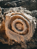 A close-up of a geological formation featuring concentric circular patterns that resemble a fossil or ancient rock carving. The textures are rough and intricate, with the surfaces appearing weathered and naturally carved.