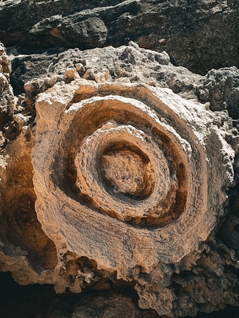 A close-up of a geological formation featuring concentric circular patterns that resemble a fossil or ancient rock carving. The textures are rough and intricate, with the surfaces appearing weathered and naturally carved.
