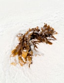 A cluster of brown seaweed lies on a creamy white sandy beach. The seaweed has a wet appearance, with some grains of sand adhering to its surface. The surrounding sand is smooth and undisturbed.
