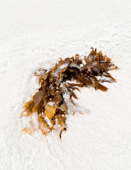 A cluster of brown seaweed lies on a creamy white sandy beach. The seaweed has a wet appearance, with some grains of sand adhering to its surface. The surrounding sand is smooth and undisturbed.