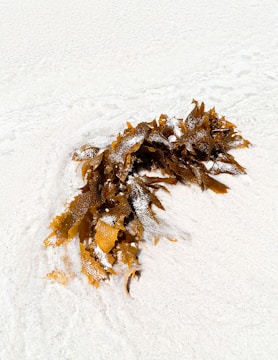 A cluster of brown seaweed lies on a creamy white sandy beach. The seaweed has a wet appearance, with some grains of sand adhering to its surface. The surrounding sand is smooth and undisturbed.