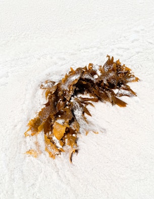 A cluster of brown seaweed lies on a creamy white sandy beach. The seaweed has a wet appearance, with some grains of sand adhering to its surface. The surrounding sand is smooth and undisturbed.